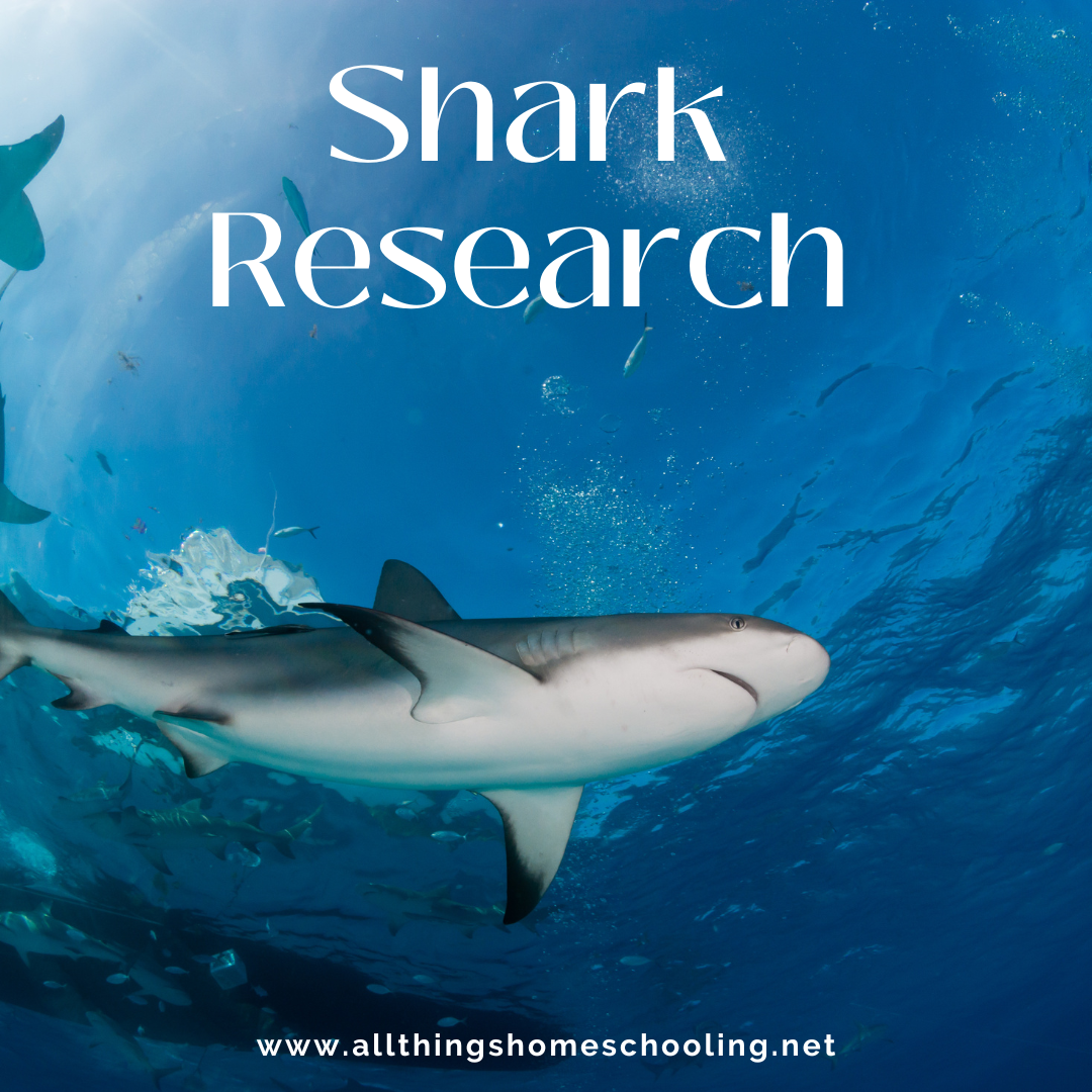 Shark Research: The Fun Way! – All Things Homeschooling