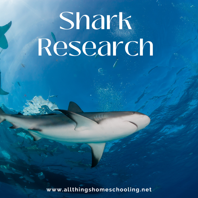 Shark Research: The Fun Way!