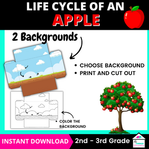 Life Cycle of an Apple Diorama Craft