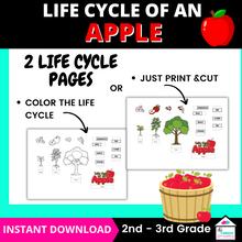 Load image into Gallery viewer, Life Cycle of an Apple Diorama Craft
